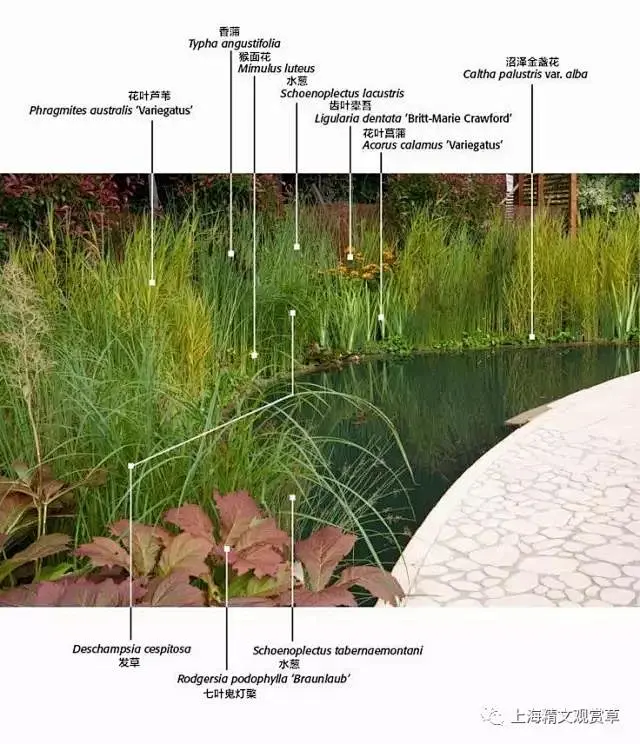 花境配置植物解析https://mp.weixin.qq.com/s/nBqdw4gPojc6dSDyWfV_-w-花瓣网