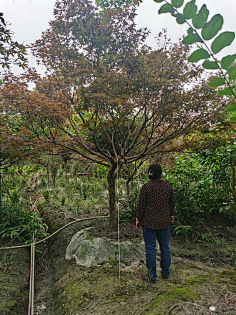 对植景观（成都）-造型红枫、羽毛枫、紫玉兰-花瓣网|陪你做生活的设计师 | 骨架红枫斜飘红枫18981811511