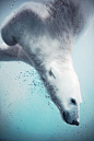 Diving Polar: 