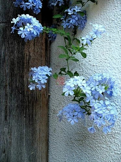 子婳婳婳婳采集到花花