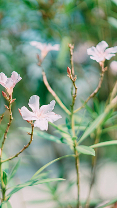 恩菇梁采集到非花