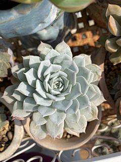 wsyeve源采集到Lovely plants