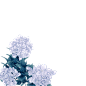 绣球花背景，免费作背景用，非主体非商可用，… - 半次元 - ACG爱好者社区