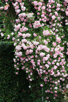 蔷薇的法则❀ambition采集到花花世界