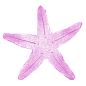 海星2