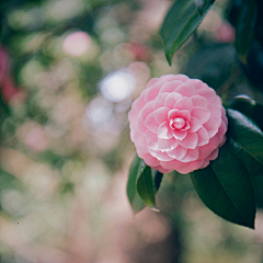 ~摘星许愿~采集到花卉摄影——茶花