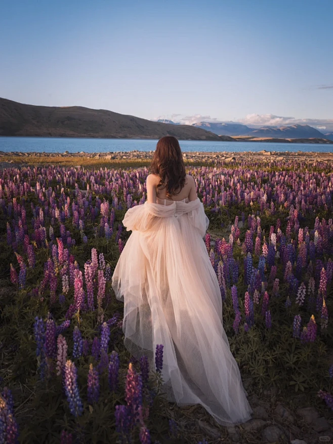 遇见Tekapo鲁冰花海｜新西兰婚纱照