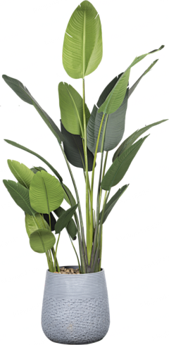 做设计de喵采集到植物