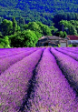 Harvest Time - Provence, France
