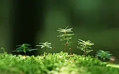 清新护眼绿色植物微距摄影图片电脑壁纸