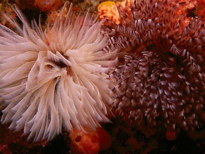 深海花卉