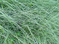 草