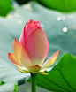 江南之莲花