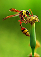 摄影师微距昆虫清晰组图,非常唯美！