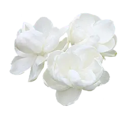 白色花