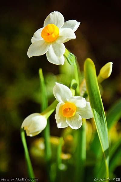 水仙花