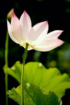 花开花落♪采集到花