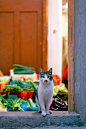 上海老城街铺里，那些收养的猫猫们，个个机灵可爱，神气万分 : 拍猫数载，常混迹于上海的公园和老城厢，见很多小店小铺会养猫猫，如水果摊、蔬菜铺、杂货店、猪肉铺、五金店等等。收养的猫猫也都是常见的田园猫，种类繁多，千姿百态。与公园的猫猫不同，因为街铺店外，商旅穿...