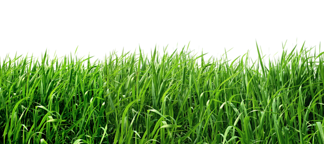 png免抠图设计绿色小草草丛大自然生态春意盎然纯天然值得信赖选用