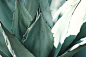 agave-aloe-cacti-1382394