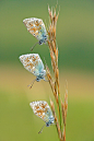 Common Blue butterflies 