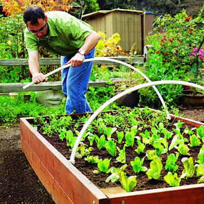 欧美的家庭菜园大都喜欢采用种植床