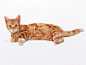 1600cat_9003