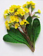 迎春花