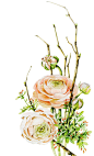 Botany : botany 