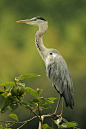 Grey heron.