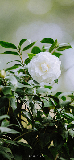 云淡风轻fanyun采集到山茶花