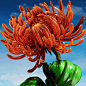 Behance 上的 Procedural Study - Flowers