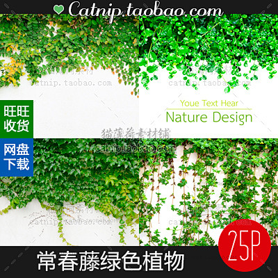 [gq68]25张常春藤绿色藤蔓植物植被...