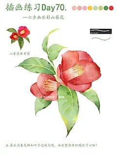 零基础插画教程｜六步画水彩山茶花~