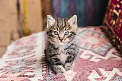 点击来源直接获取大图文件 |可爱的小花斑猫看着相机