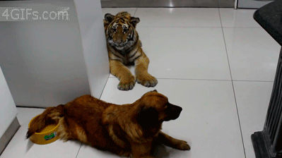 虎落平阳被犬欺