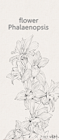 蝴蝶兰