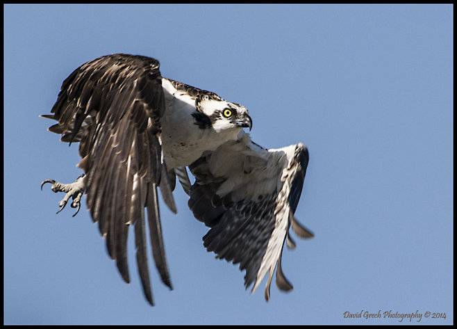 Osprey Flight by Air...