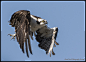 Osprey Flight by AirshowDave