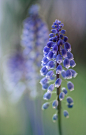 Muscari by Mandy Disher Florals on Flickr.