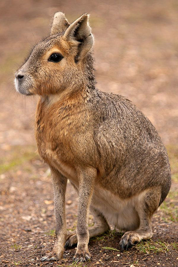啮齿目豚鼠科长耳豚鼠属兔豚鼠
