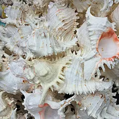 外来贝壳的组成