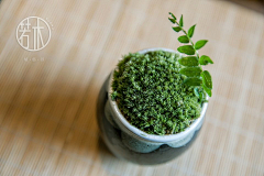 鹿引设计素材铺采集到自家植艺