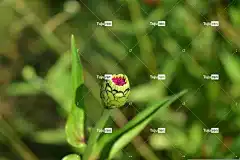 芽 花壁纸 自然 花 花卉背景 美丽的花朵 布卢姆