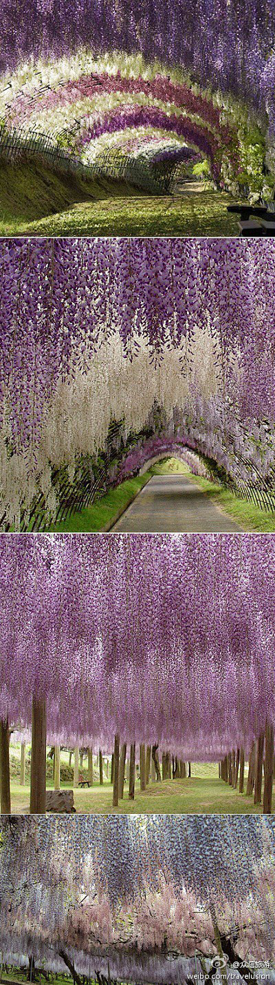 【日本·足利紫藤园】每年的四月，这里的紫...
