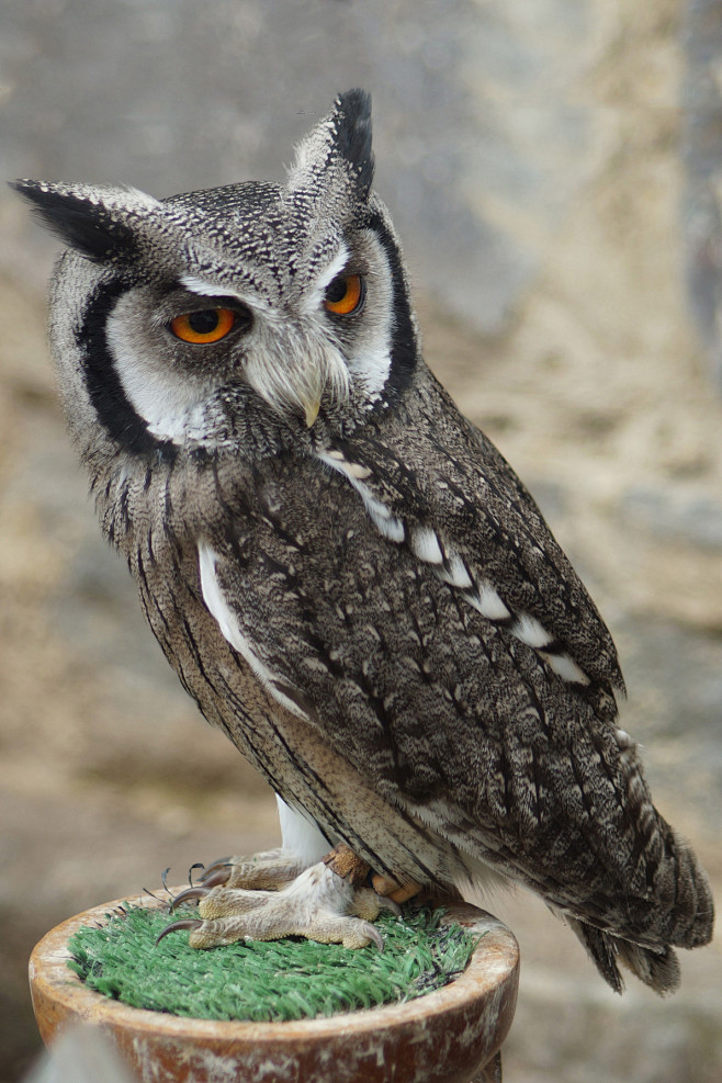 鸮形目·鸱鸮科·白脸角鸮属:南白脸角鸮