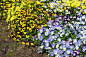 大花坛里的黄蓝三色紫罗兰