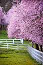 在俄勒冈的一个早期的3天的樱花
Cherry blossoms on an early March day in Oregon