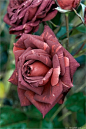 Beautiful Roses  