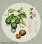 罗汉果 罗汉果插画 中药罗汉果 手绘罗汉果 手绘值物花草 中国风插画 中草药包装插画 中药大全 中药插画 医草 复古医书草药插图 草本植物 草药 草药包装插画 本草纲目
